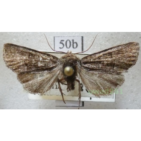 Oligia latruncula (Denis & Schiffermüller, 1775) Czech50b